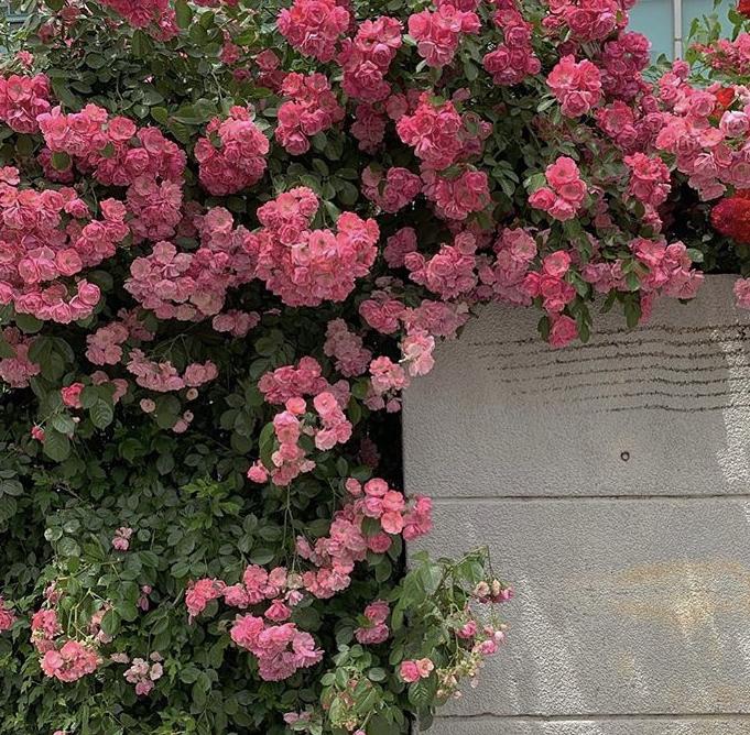 웜지 프로필