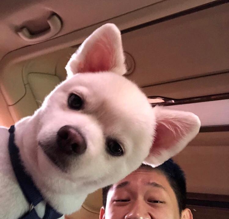 디므닝 프로필