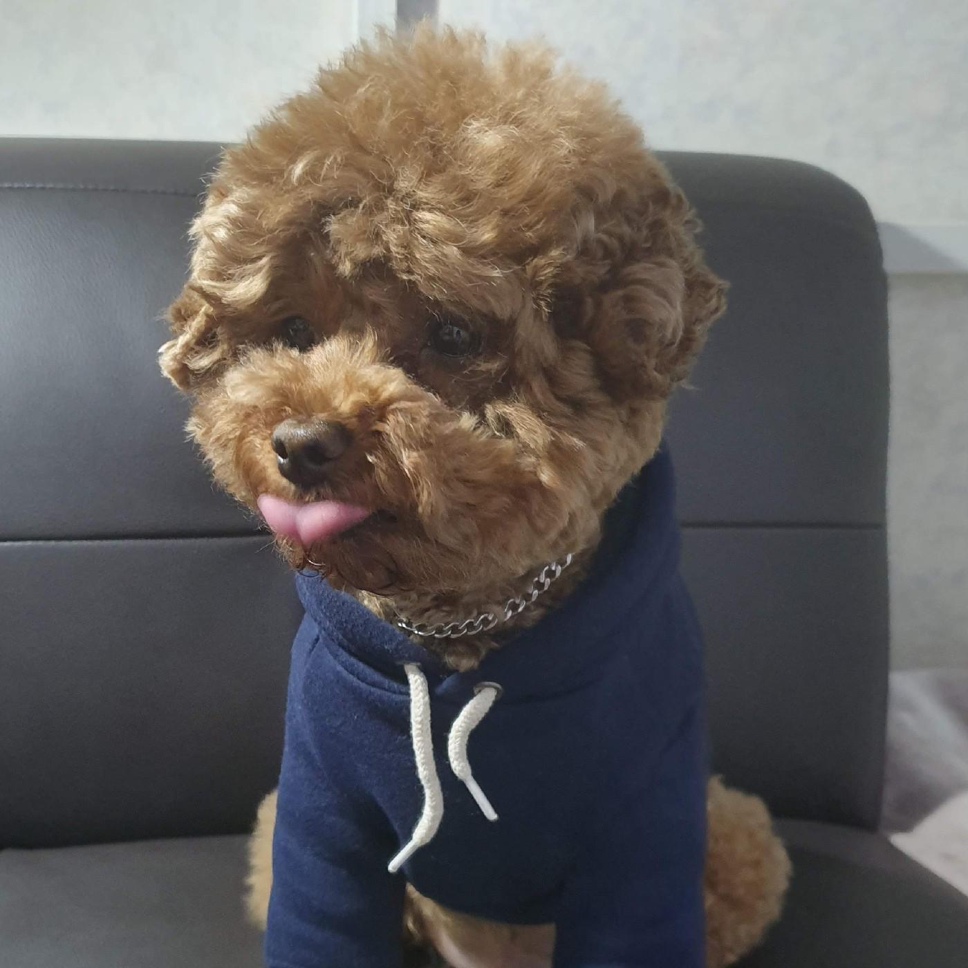 초초코맘 프로필