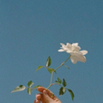 hjy005