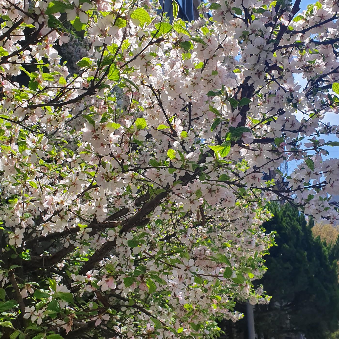 디히니 프로필