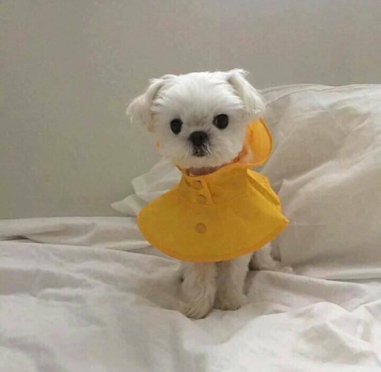 이지만두 프로필