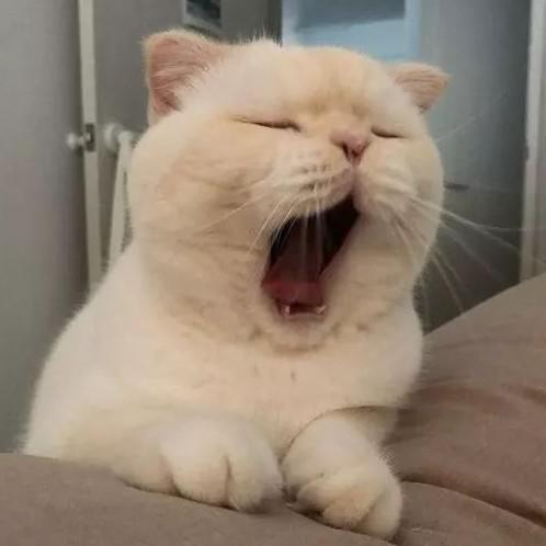 뱅숨니 프로필