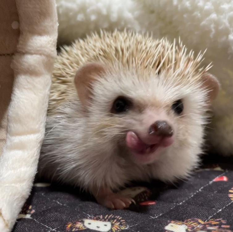 lubbit 프로필
