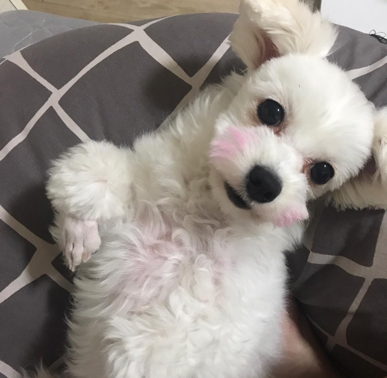 ㅎㅖ수여신 프로필