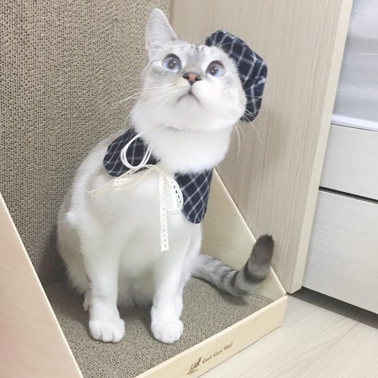 베개솜 프로필