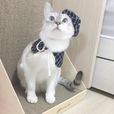베개솜