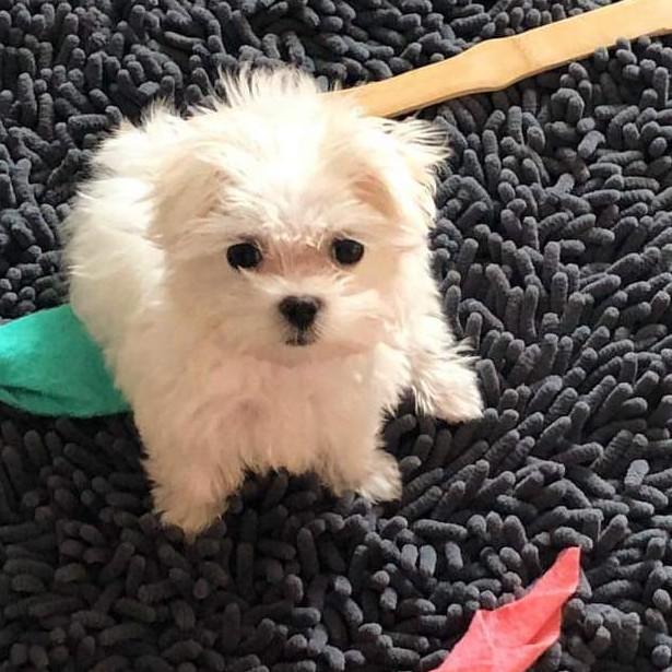 더쿠찡 프로필