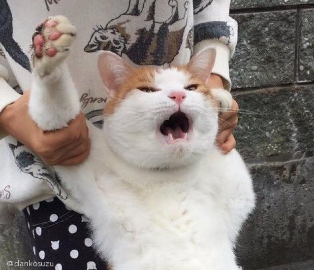집고양이 프로필