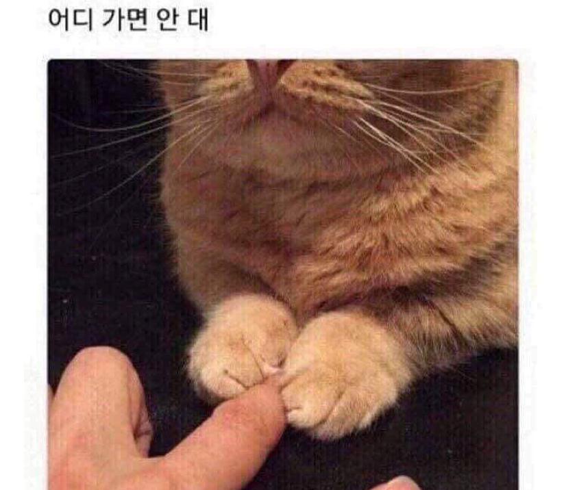 나비꽃 프로필