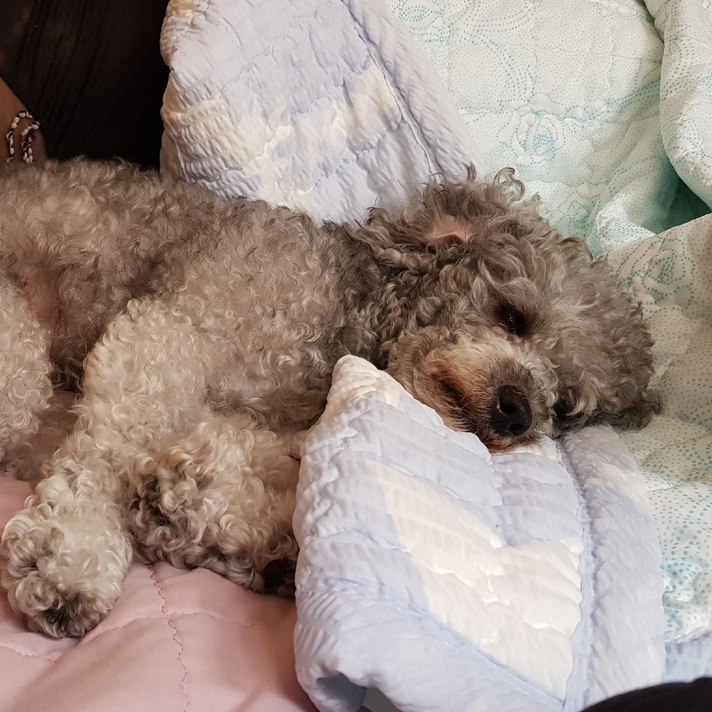 나는백일몽 프로필