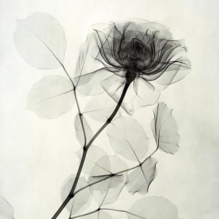 에슷히 프로필