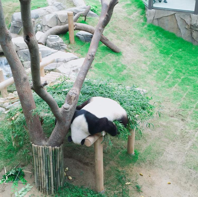 ddiO_O 프로필