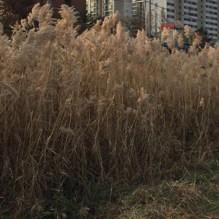 러밍 프로필