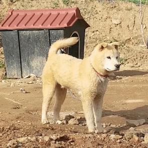 앙룡공룡 프로필