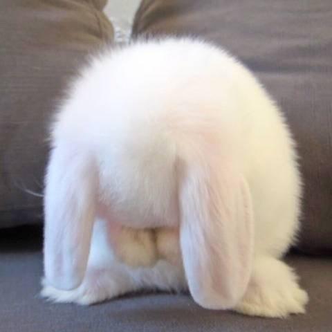 해맑보스 프로필