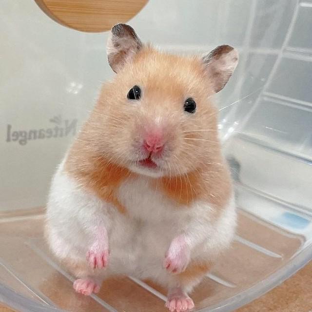 판다빵 프로필