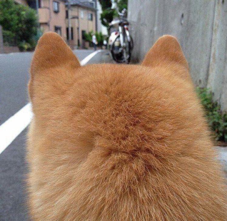 이던 프로필