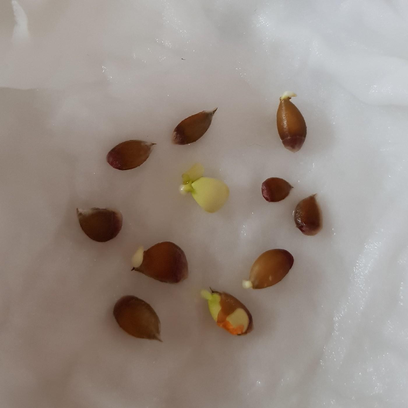 천사뽀 프로필