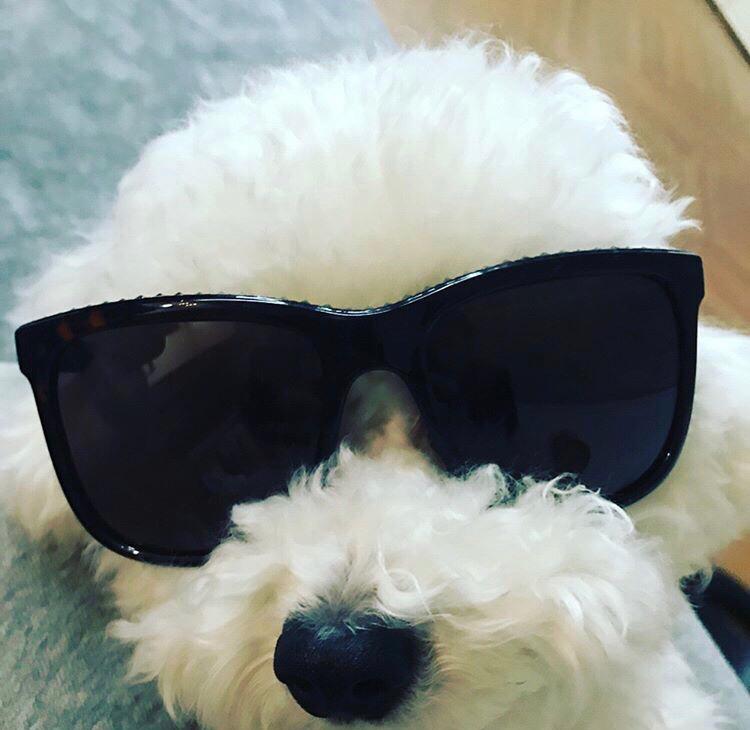 네훈아세 프로필