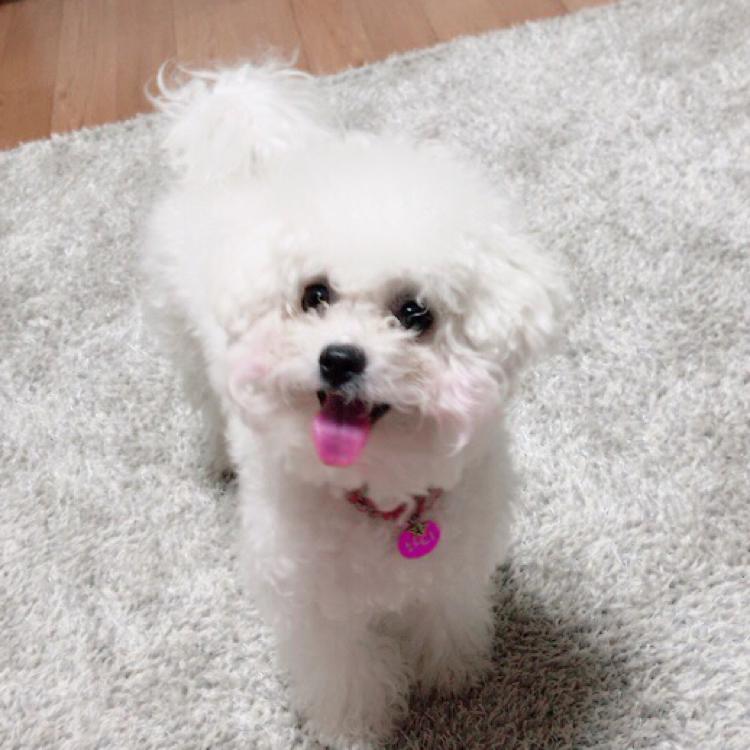 망고자몽딸기 프로필