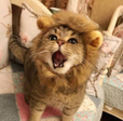 바긍정