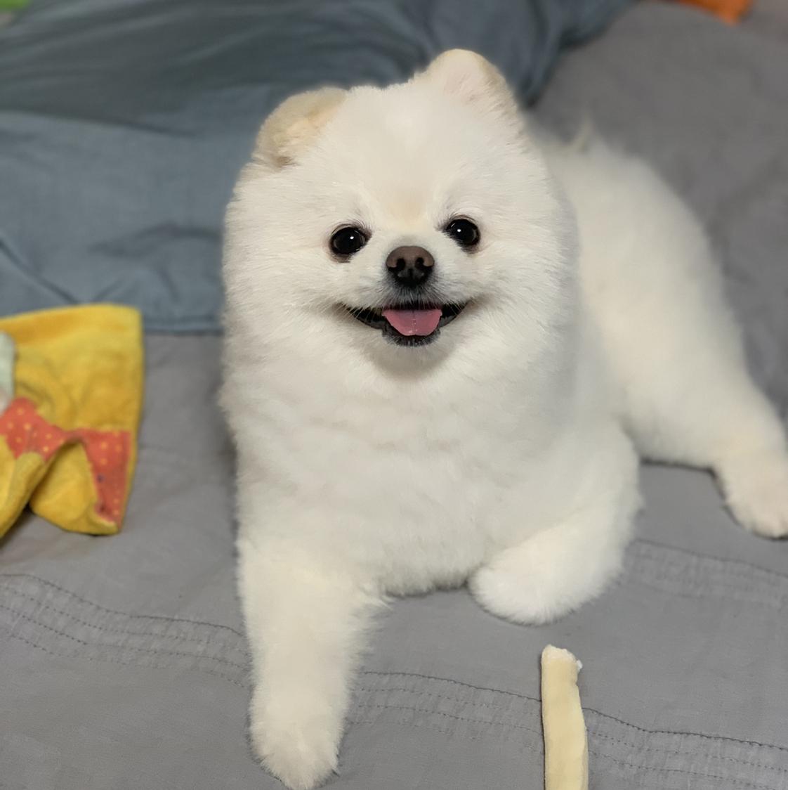 포메뭉게 프로필