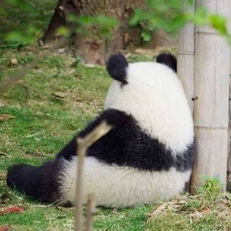 판다궁댕이 프로필