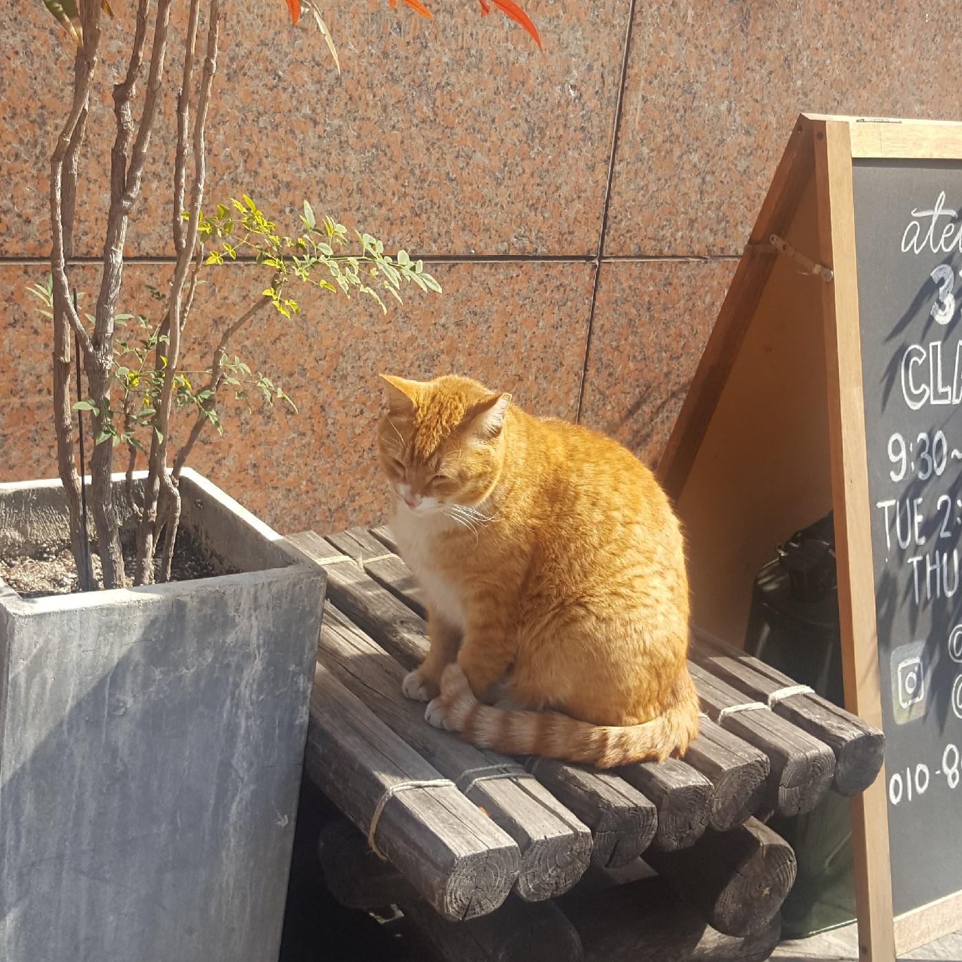 빠인애쁠 프로필