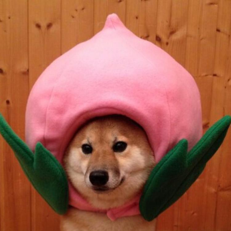 모모맴 프로필
