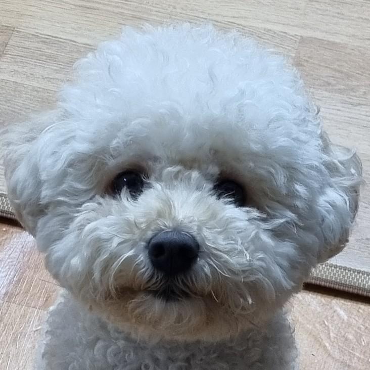 시오쇼 프로필