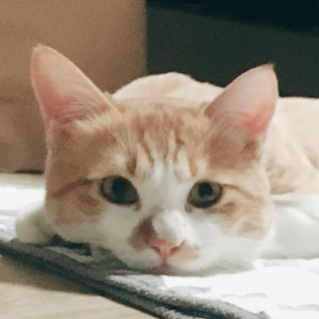 모루토 프로필