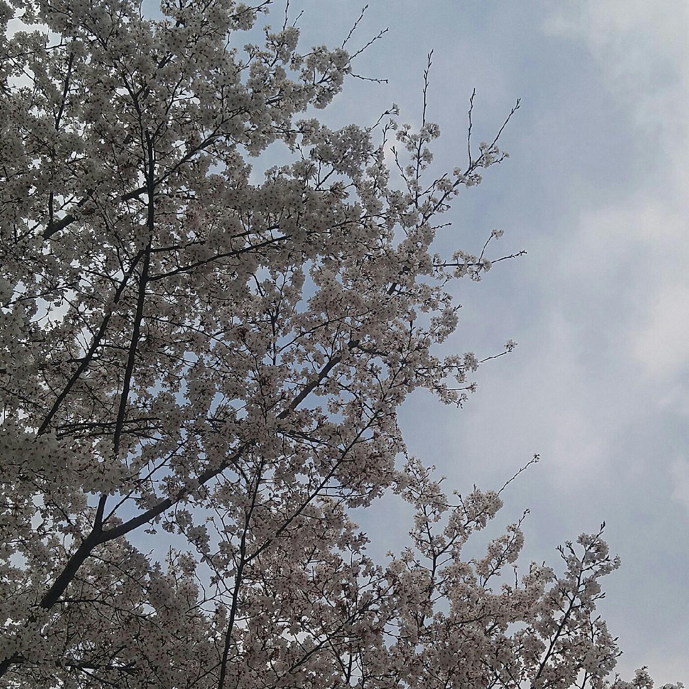 례힌 프로필