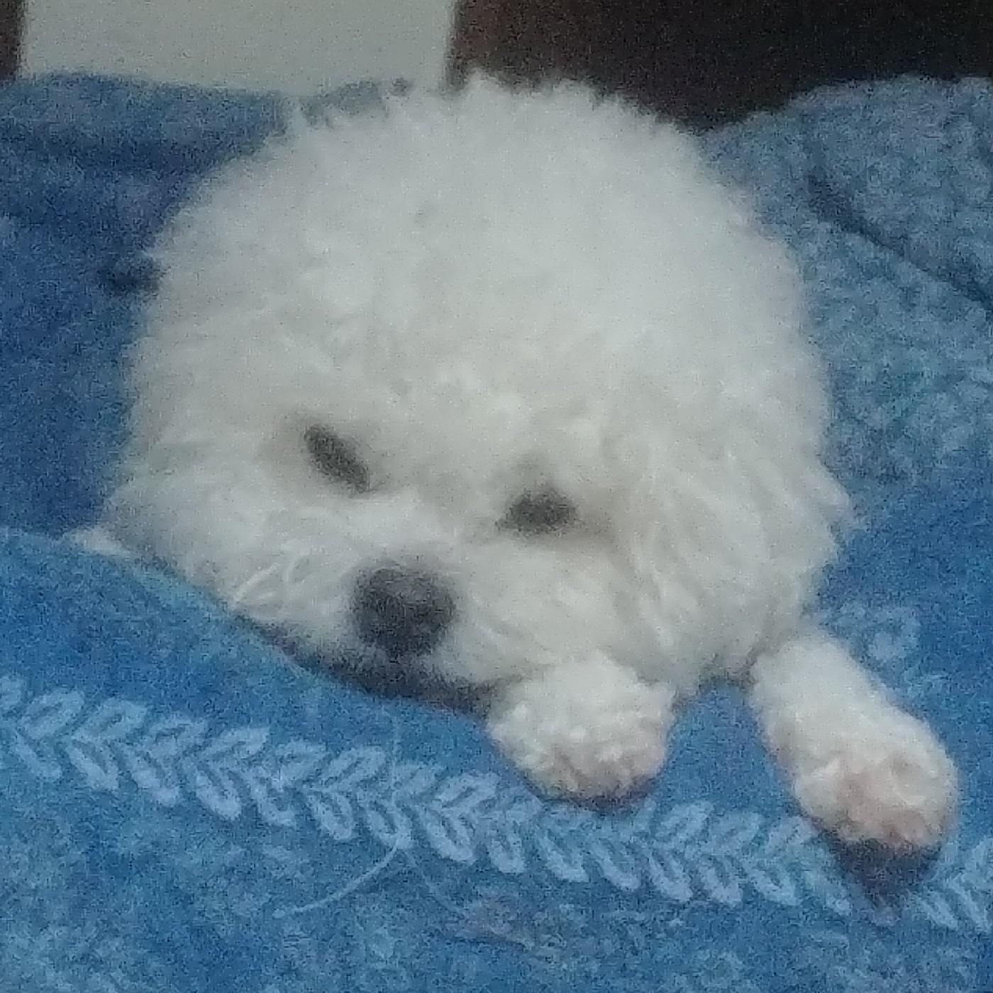 별리달리 프로필