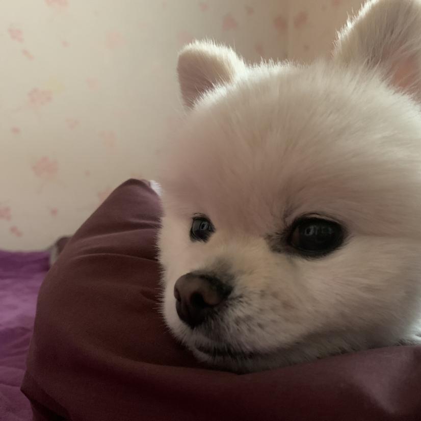 홍지2 프로필