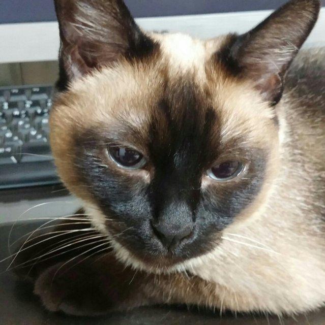 maycat 프로필
