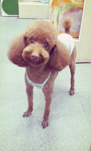 쵸코맘 프로필