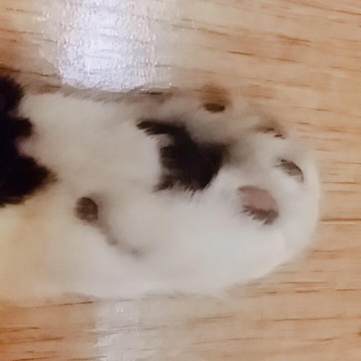 툐톨 프로필