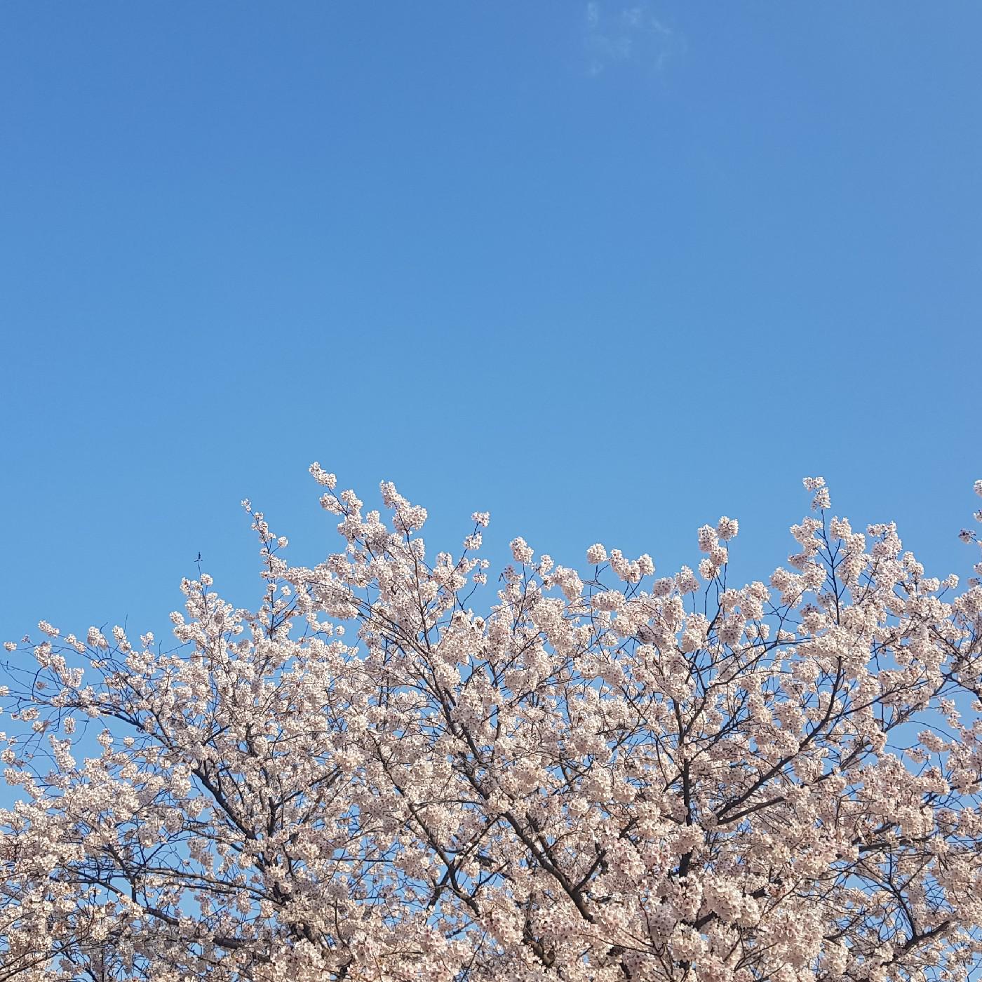 shhy6 프로필