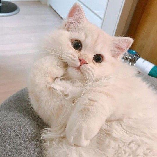 얌냠얌냔ㅁ 프로필