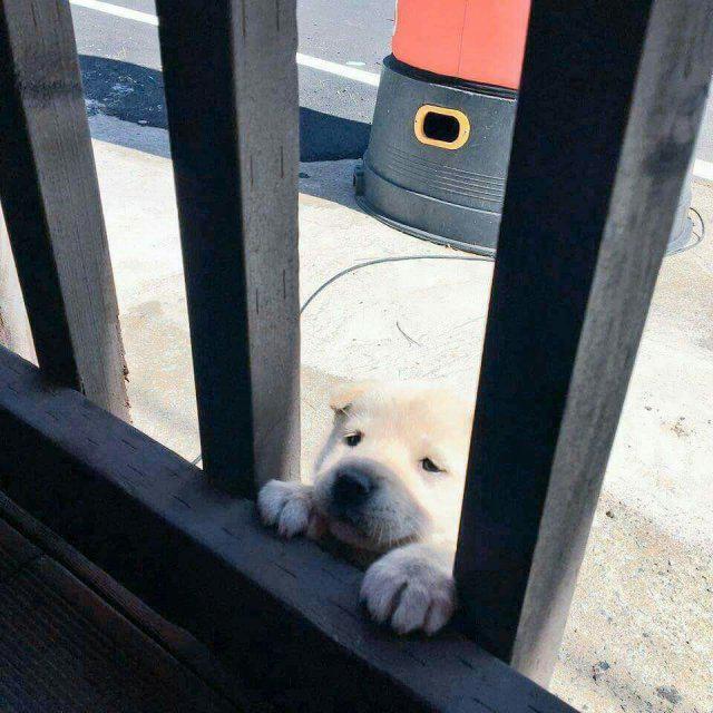 코s들 프로필
