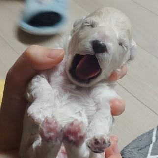 보으니 프로필
