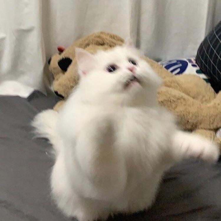 기모딱ㄱ 프로필
