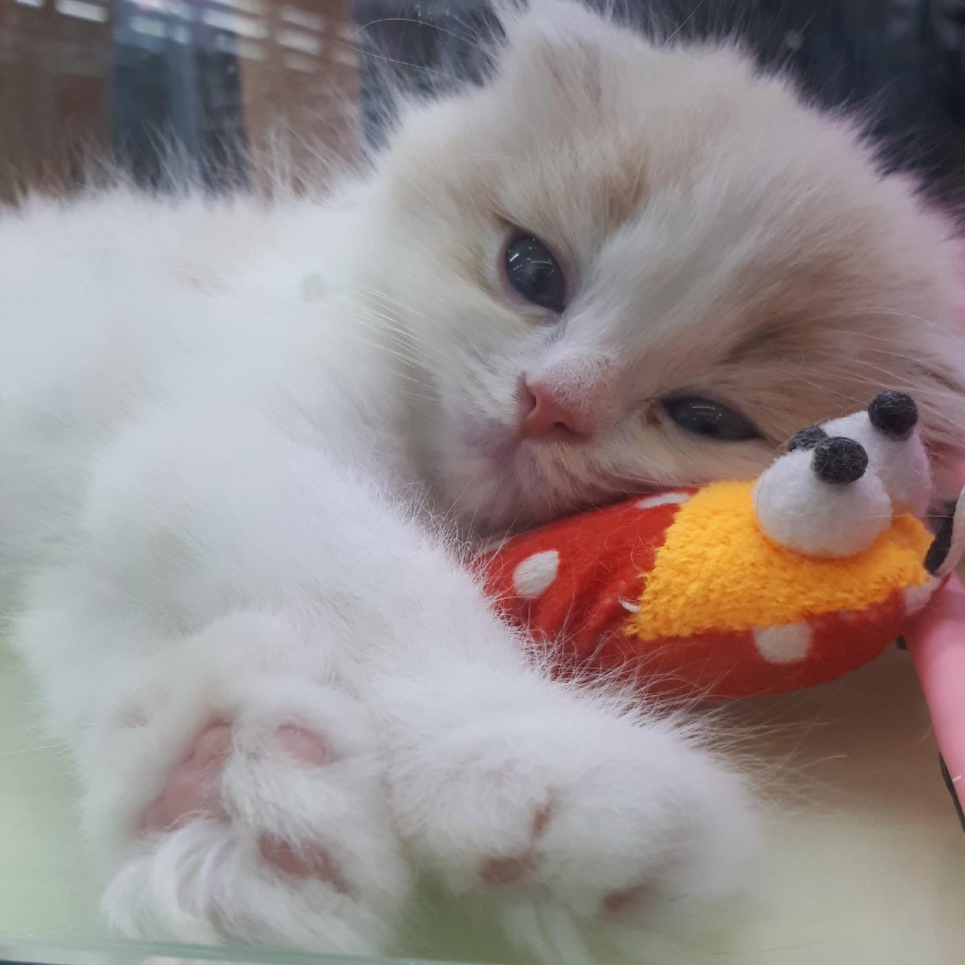 디로로잉 프로필