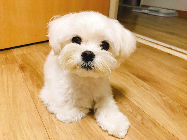 쇼앵이 프로필