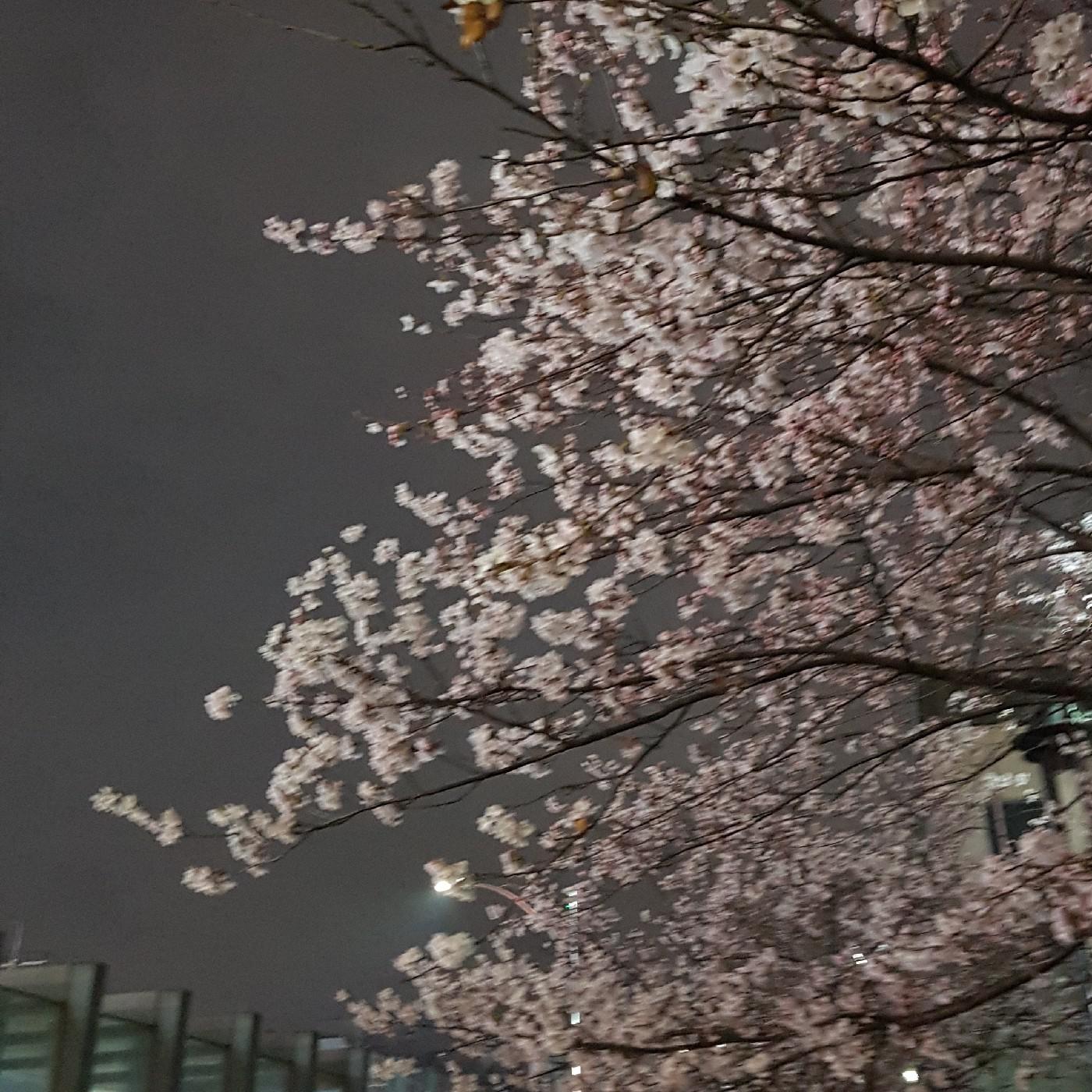 제주산흑돼지 프로필