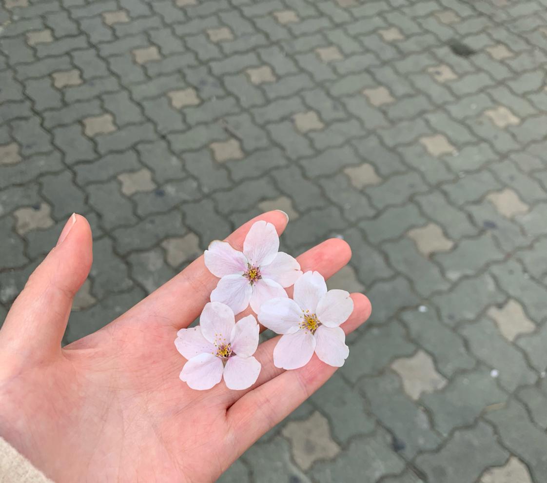 dia_ 프로필