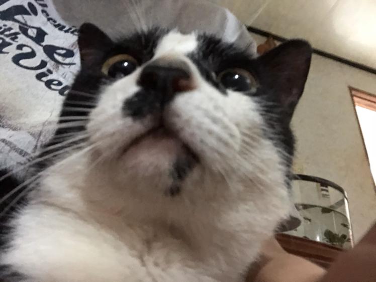 쯧쯔 프로필