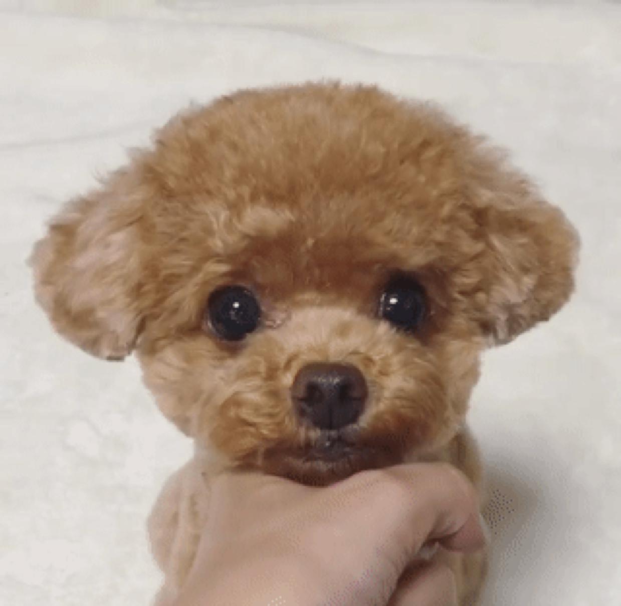 청하하다 프로필
