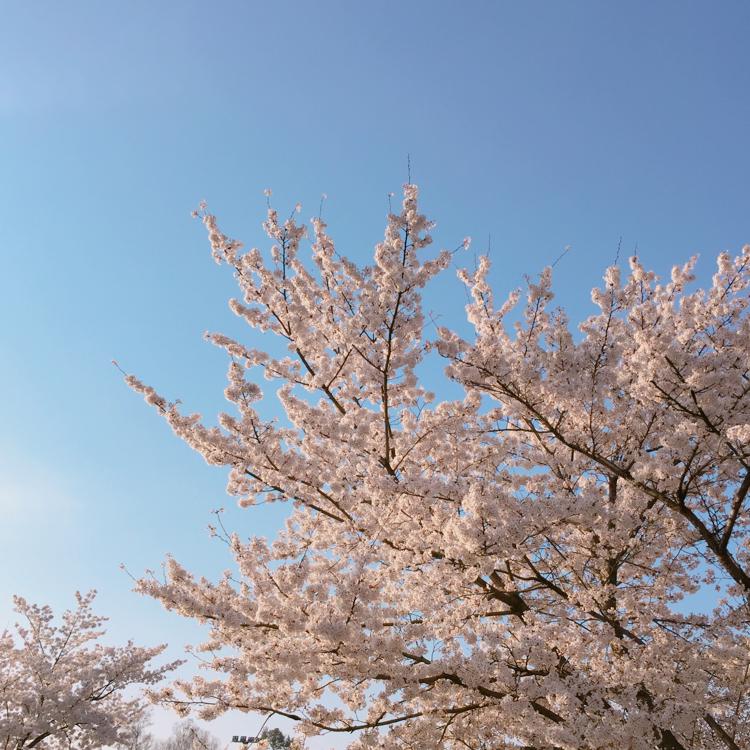 연징징 프로필